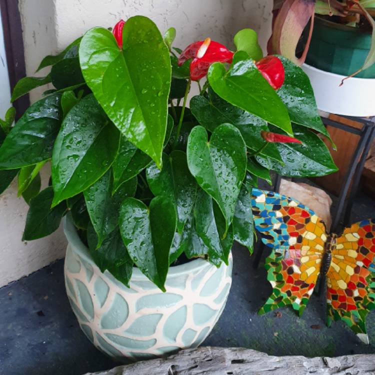 Plant image Anthurium 'Red Victory'