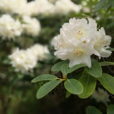 Rhododendron