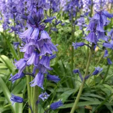 English Bluebell