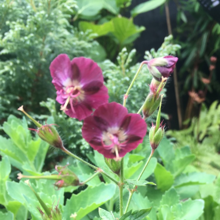 Plant image Geranium phaeum