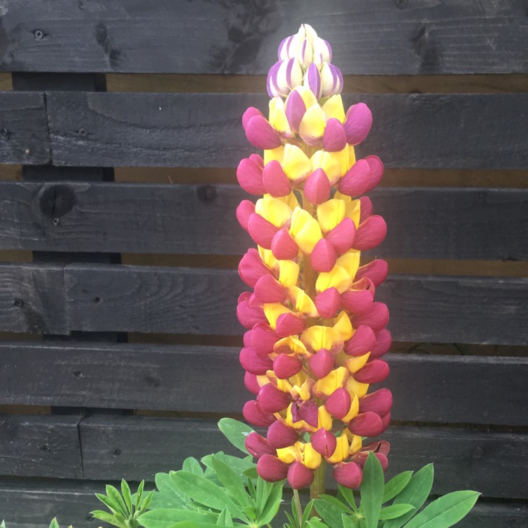 Plant image Lupinus 'Manhattan Lights'