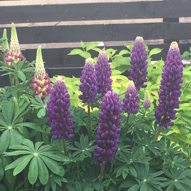 Lupinus