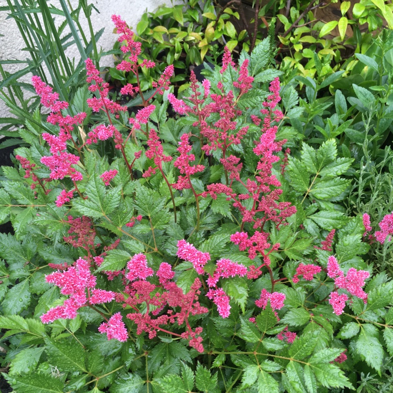 Plant image Astilbe japonica 'Elisabeth van Veen'