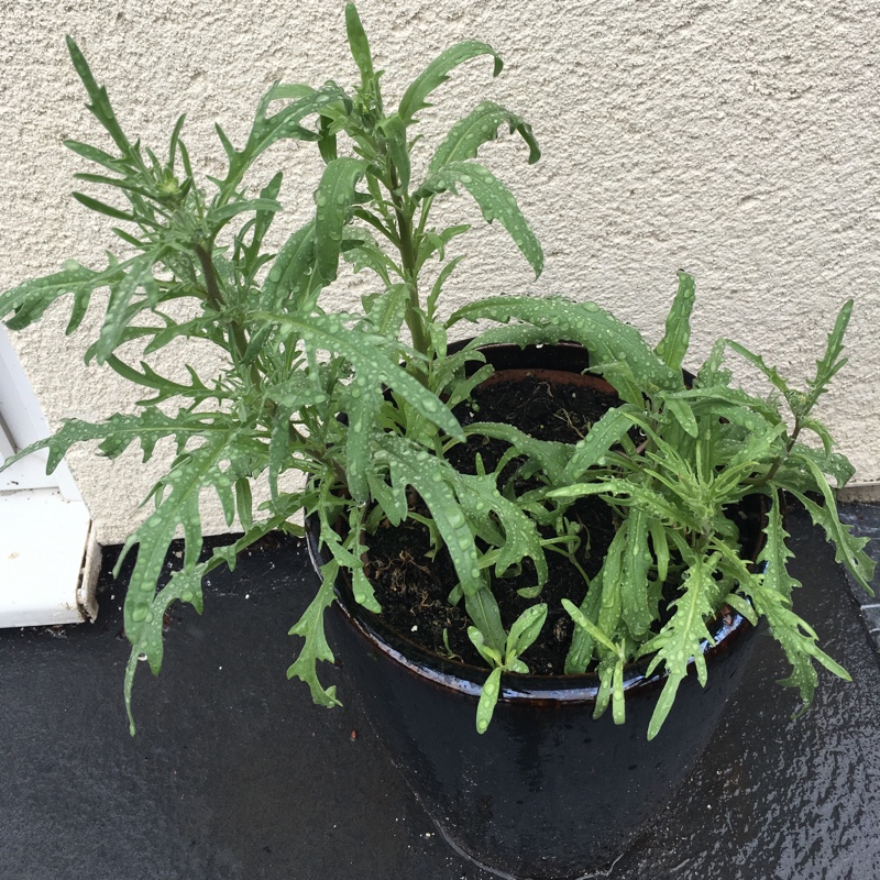 Plant image Matthiola longipetala subsp. bicornis