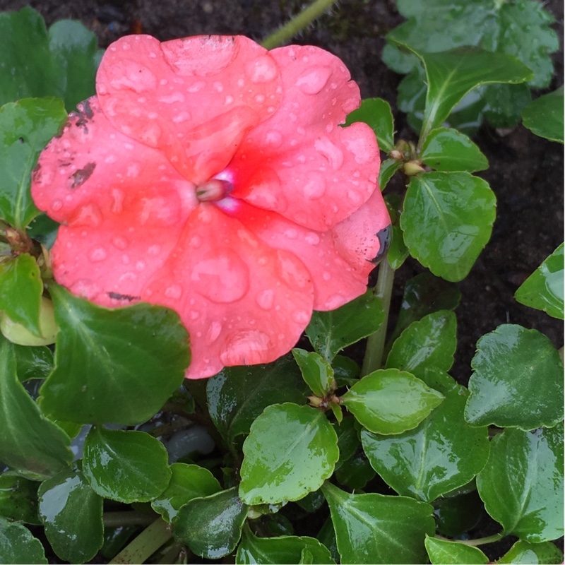 Plant image Impatiens walleriana 'Peach Swirl'