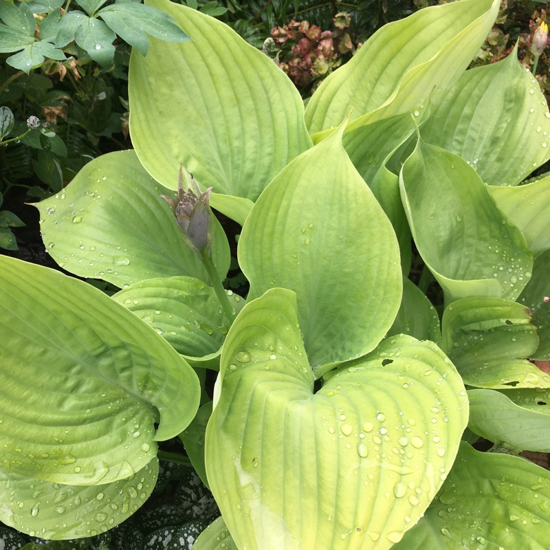 Plant image Hosta 'Sum and Substance'