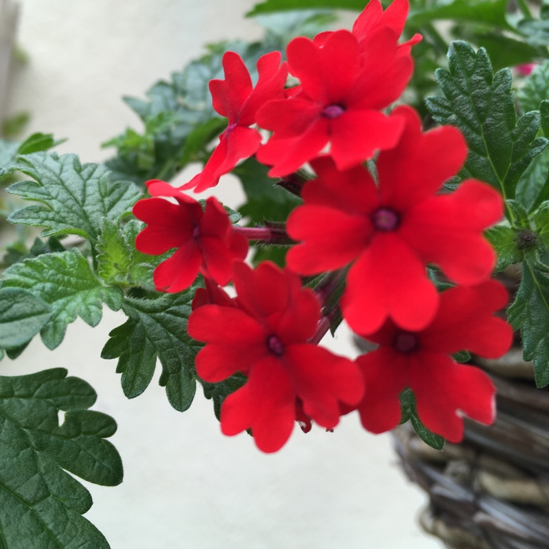 Plant image Verbena 'Aztec Dark Red'