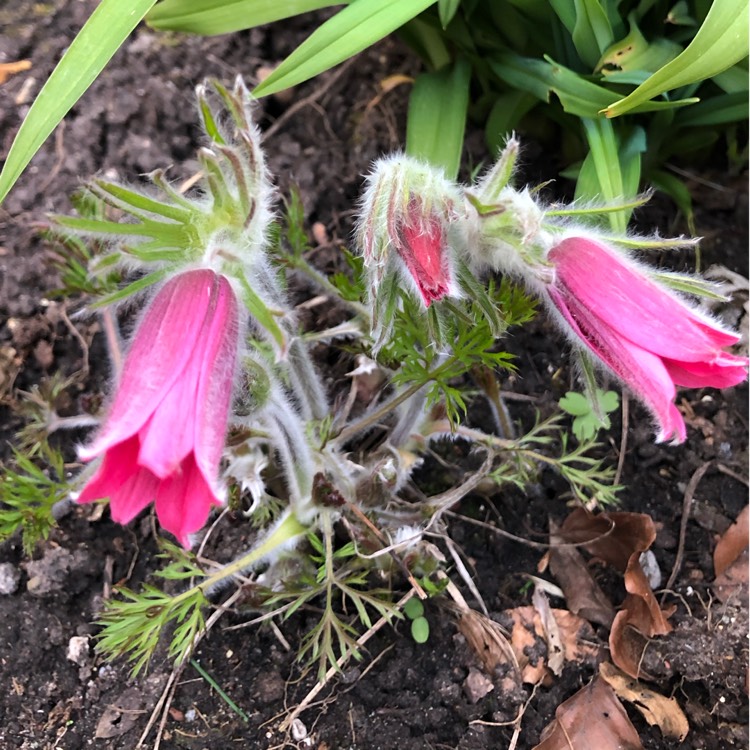 Plant image Pulsatilla vulgaris 'Rode Klokke' syn. Pulsatilla vulgaris 'Rote Glocke', Pulsatilla vulgaris 'Red Bell', Pulsatilla vulgaris 'Red Clock'