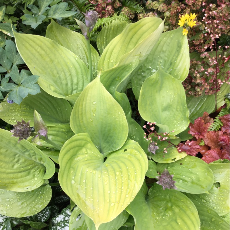 Plant image Hosta 'Sum and Substance'