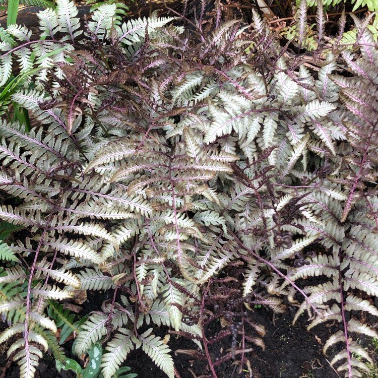 Plant image Athyrium niponicum 'Red beauty'