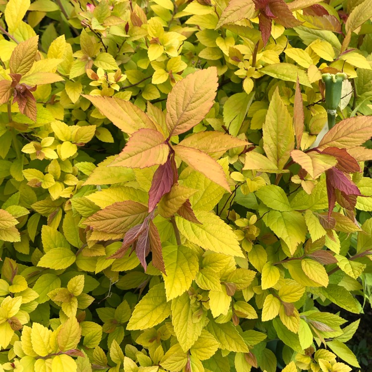 Plant image Spiraea japonica 'Goldflame' syn. Spiraea x bumalda 'Goldflame'