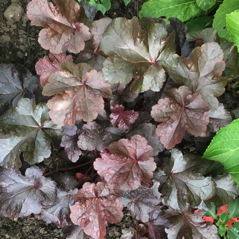 Plant image Heuchera 'Liquorice'