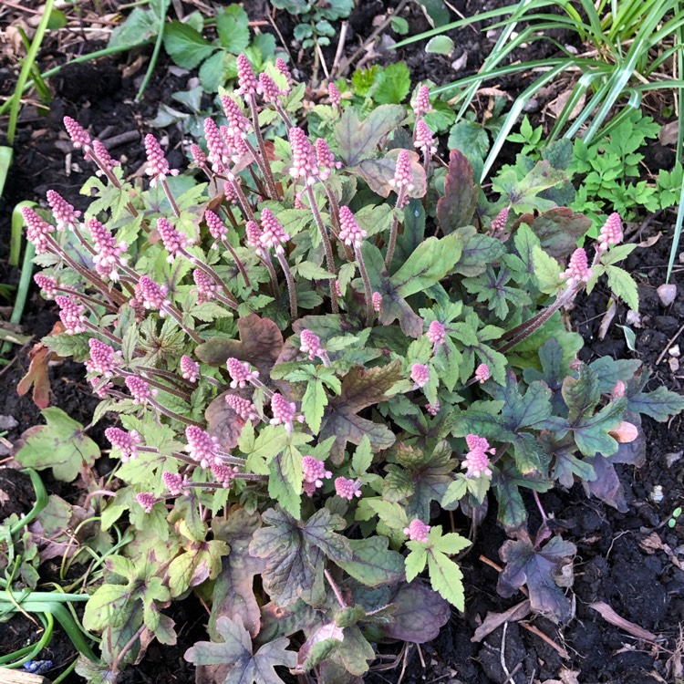 Plant image Tiarella 'Angel Wings' (Fox Series)