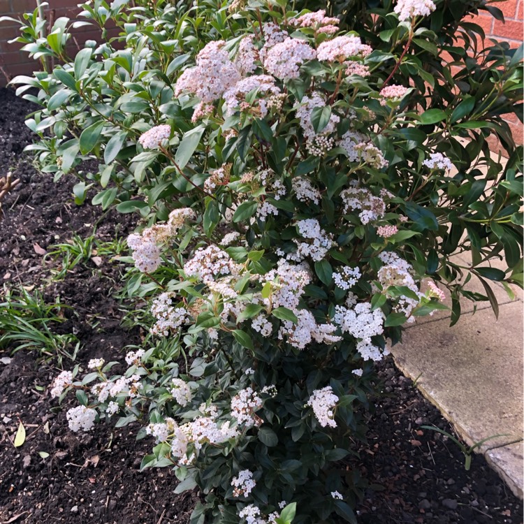 Plant image Viburnum tinus