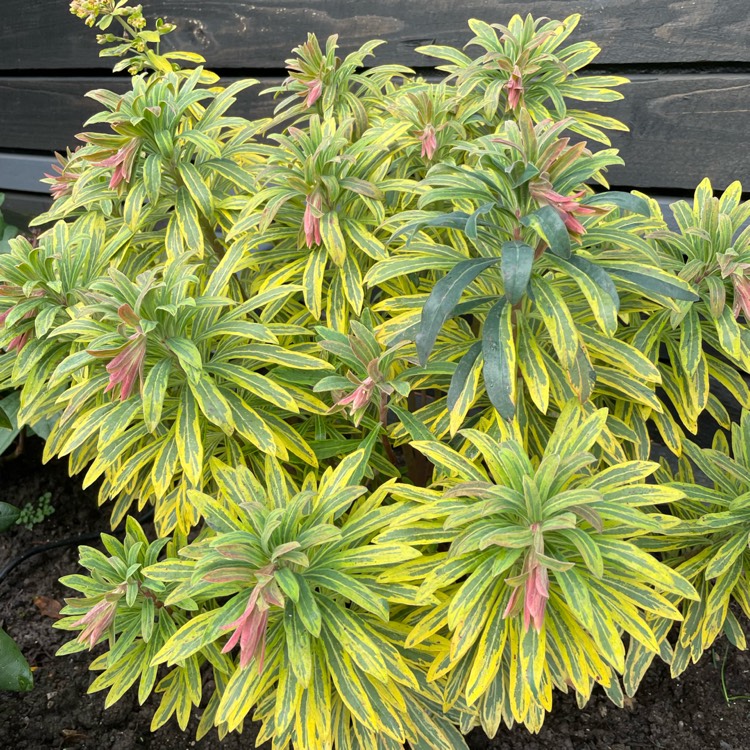 Plant image Euphorbia characias subsp. characias