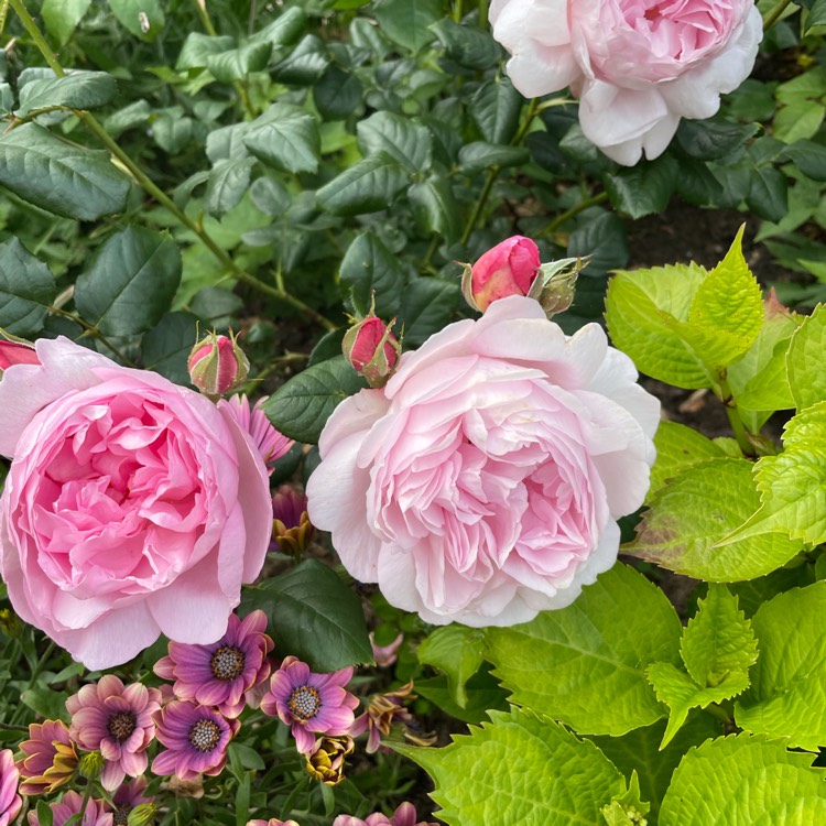 Plant image Rosa 'Scepter'd Isle'