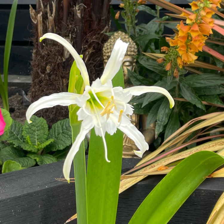 Plant image Hymenocallis acutifolia syn. Hymenocallis littoralis var. acutifolia