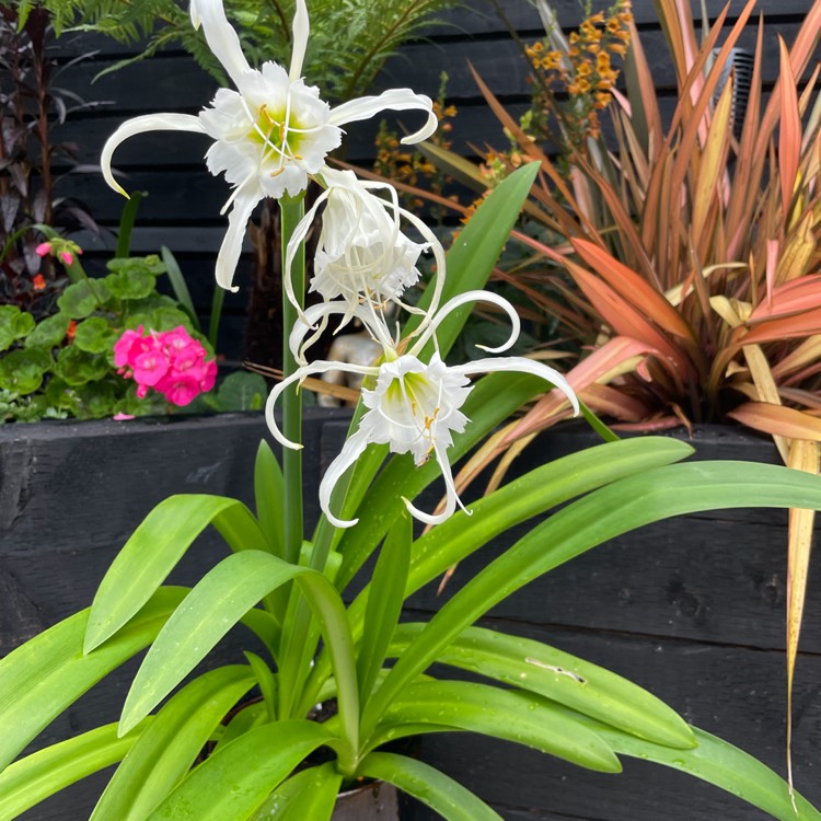 Plant image Hymenocallis acutifolia syn. Hymenocallis littoralis var. acutifolia