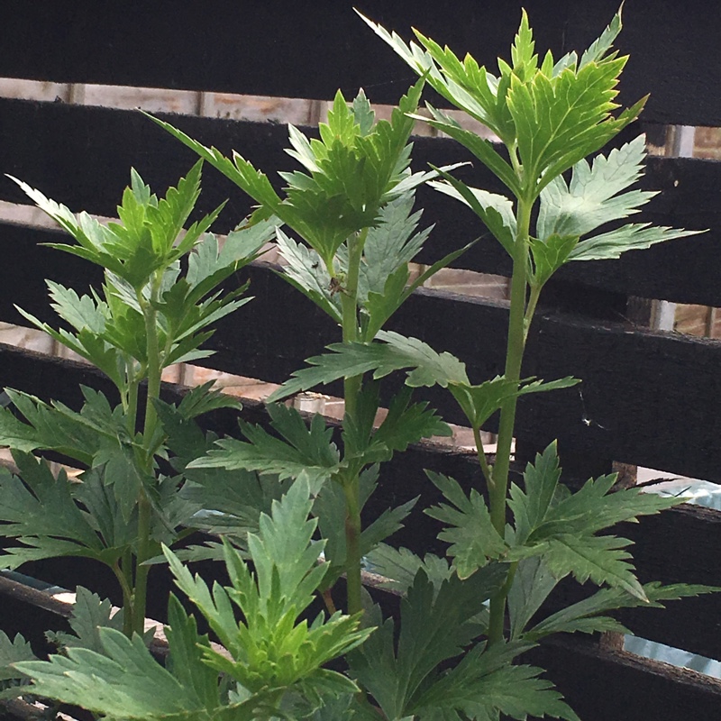 Plant image Aconitum x cammarum 'Bicolor'