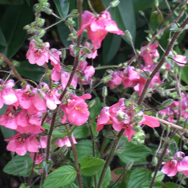 Plant image Diascia fetcaniensis 'Daydream'