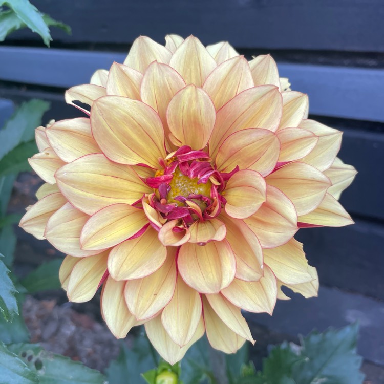 Plant image Dahlia Creme De Cognac