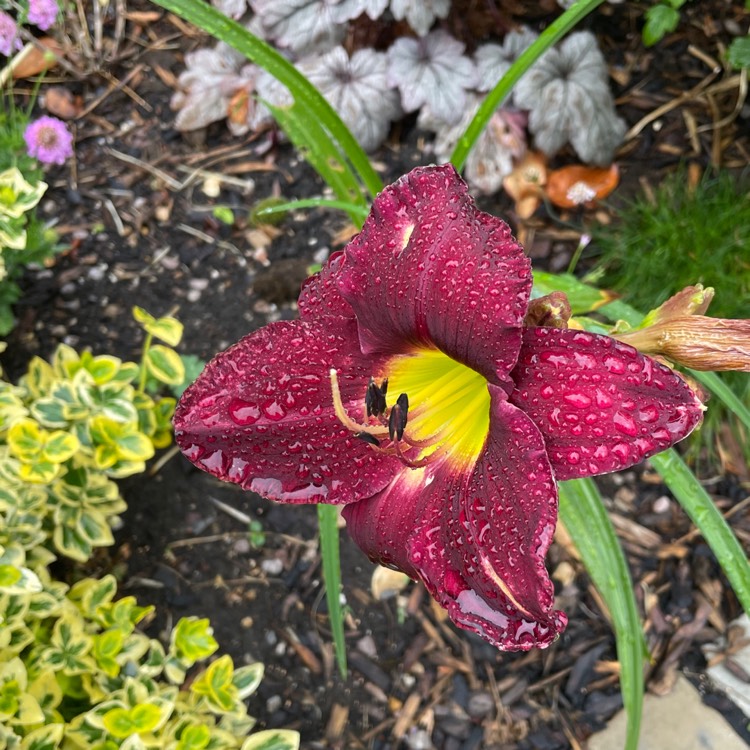 Plant image Hemerocallis 'Bela Lugosi'