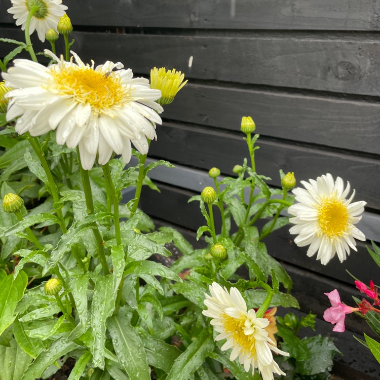 Plant image Leucanthemum x superbum 'Banana Cream'