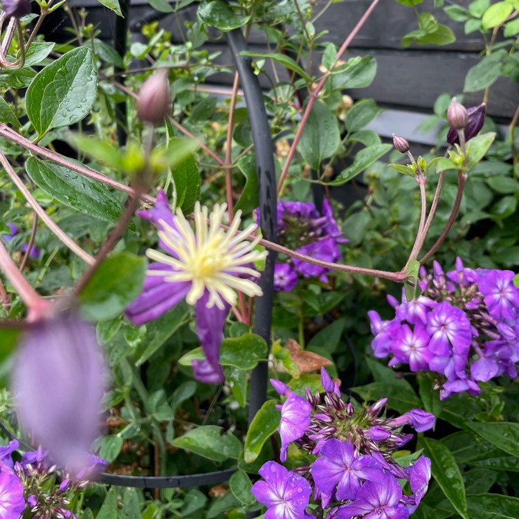 Plant image Clematis 'Aromatica'