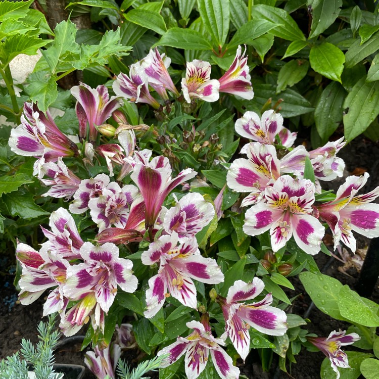 Plant image Alstroemeria 'Tespassion' (Inticancha Series) syn. Alstroemeria 'Inticancha Passion'