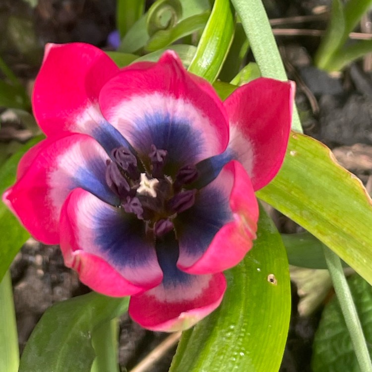 Plant image Tulipa 'Little Beauty' syn. Tulipa humilis 'Little Beauty'