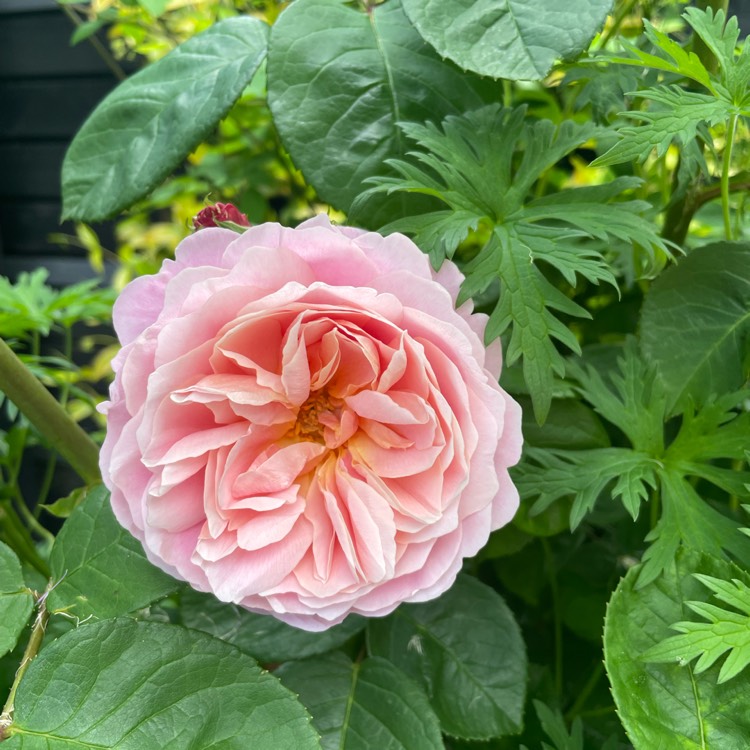 Plant image Rosa 'Ausegdon' syn. Rosa 'Eustacia Vye', Rosa 'Sts Francis And Claire'