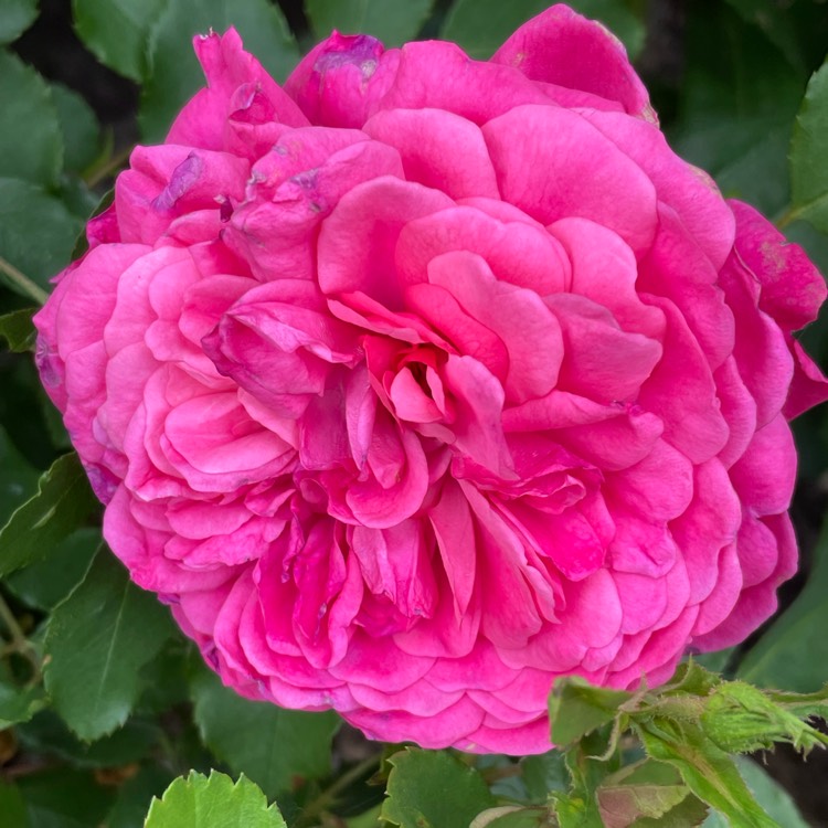 Plant image Rosa 'Sir John Betjeman'