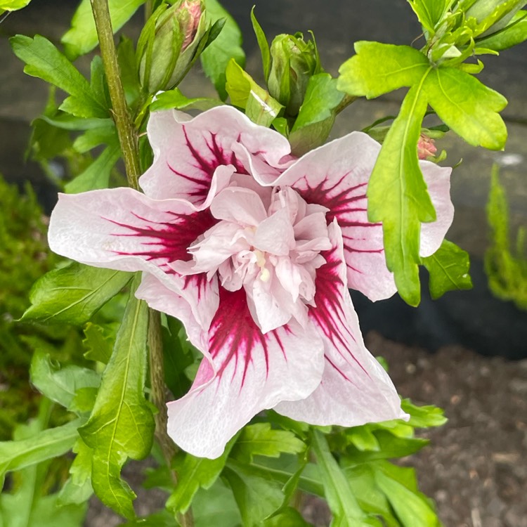 Plant image Hibiscus syriacus 'Rwoods6' syn. Hibiscus syriacus 'Starburst Chiffon'