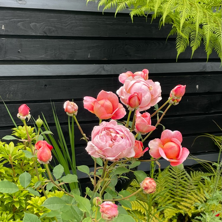 Plant image Rosa 'Boscobel'