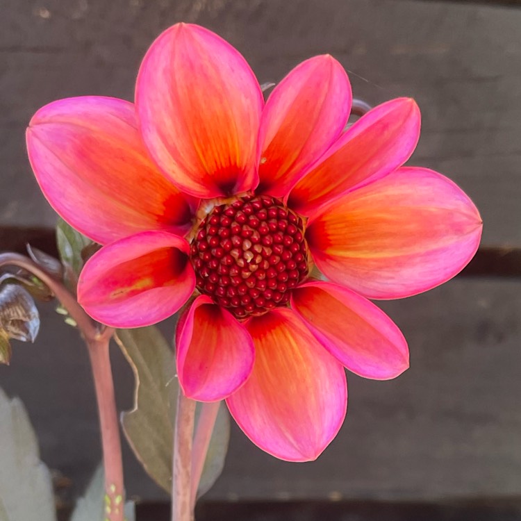 Plant image Dahlia merckii