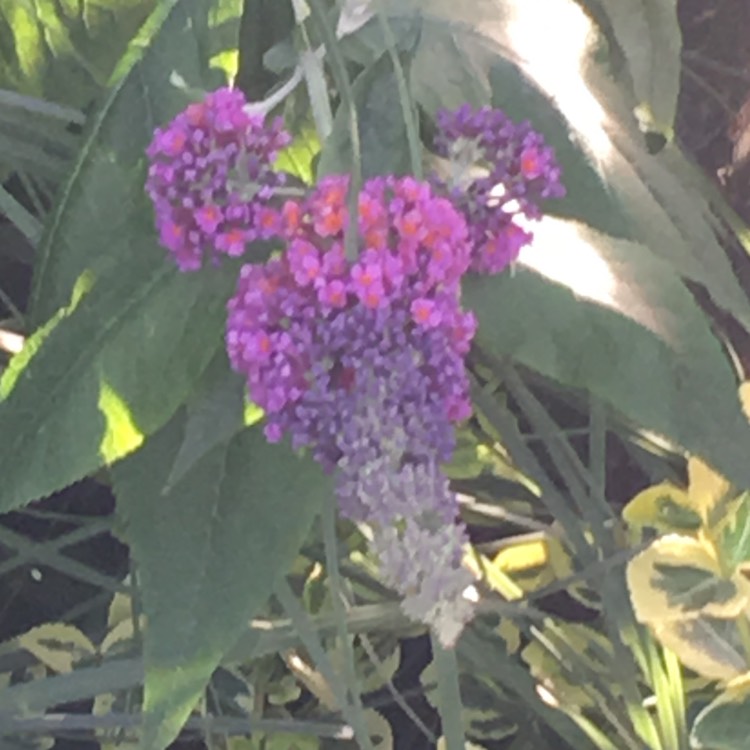 Plant image Buddleja x weyeriana 'Bicolor' syn. Buddleja davidii 'Bicolor', Buddleja x weyeriana 'Flower Power', Buddleja 'Kaleidoscope'