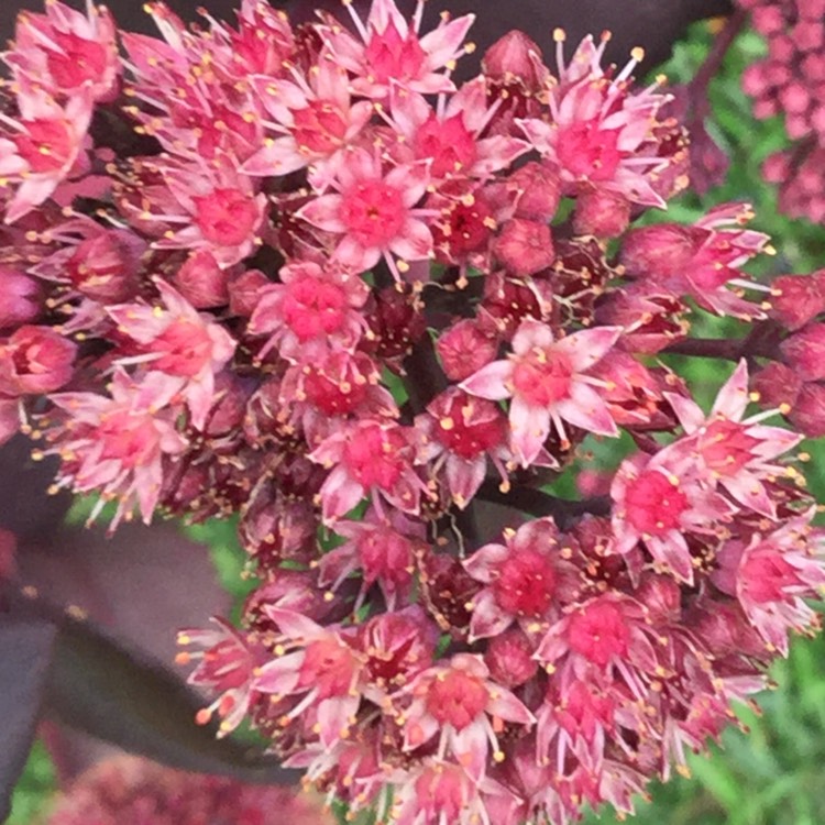 Plant image Sedum Dark Knight