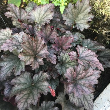 Heuchera