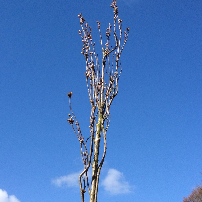 Plant image Prunus Serrulata 'Amanogawa'