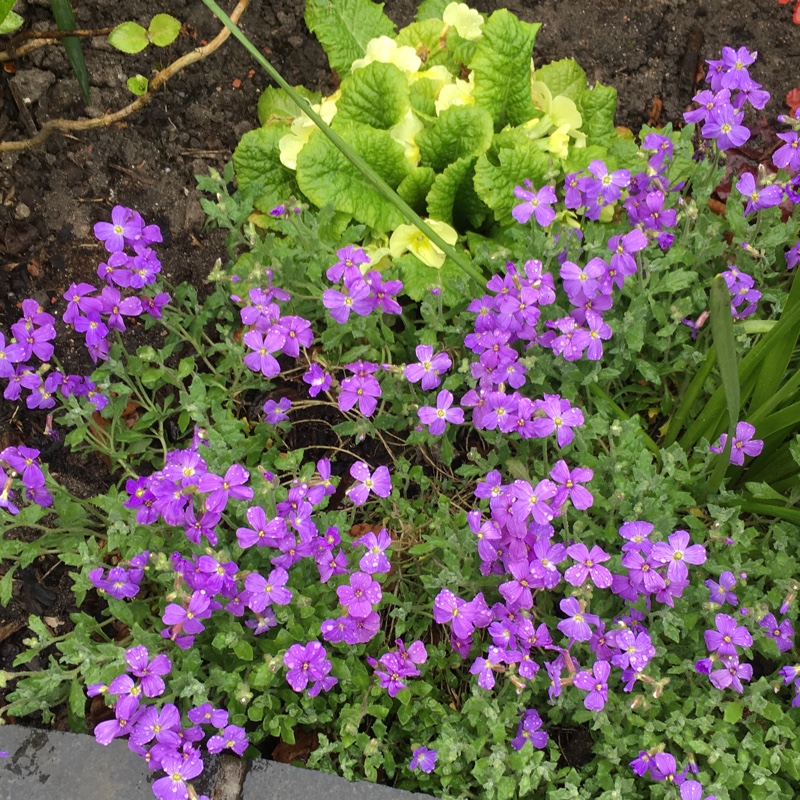 Plant image Aubrieta gracilis 'Kitte Blue'