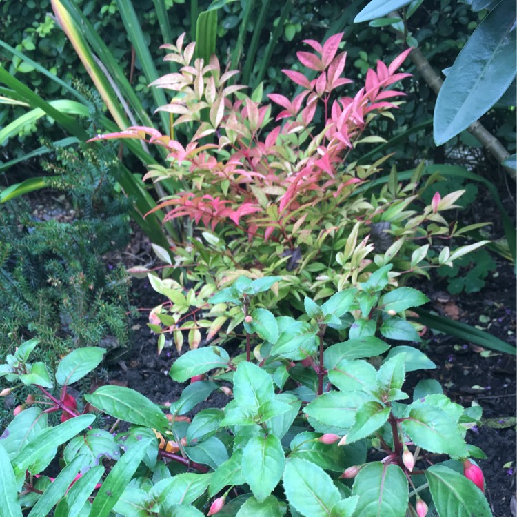 Plant image Nandina Domestica 'Woods Dwarf'