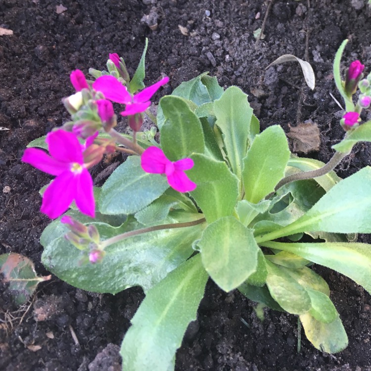 Plant image Arabis blepharophylla 'Rose Delight'