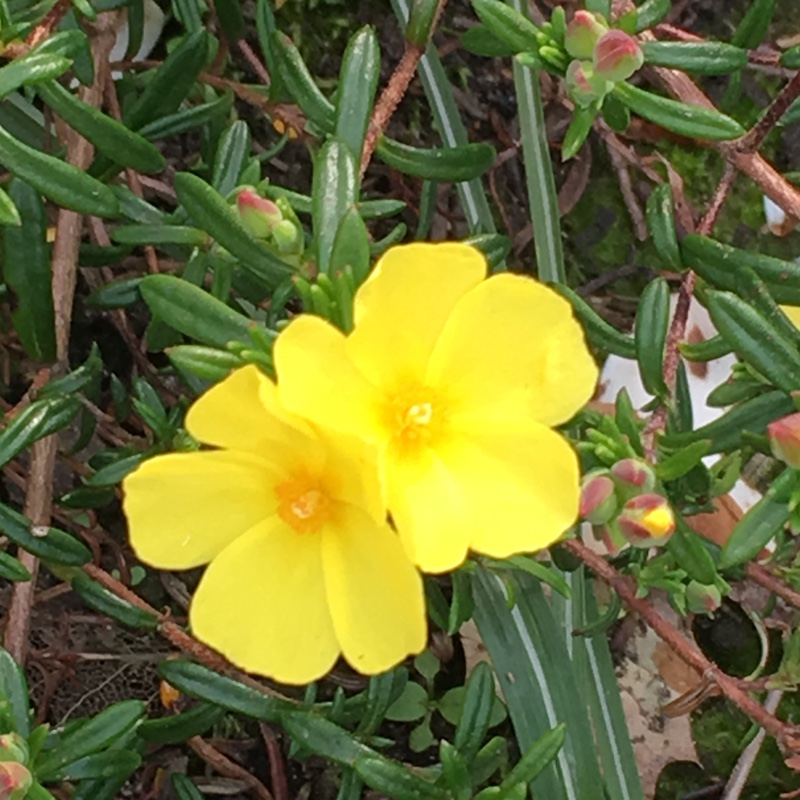 Plant image Helianthemum 'Ben Fhada'