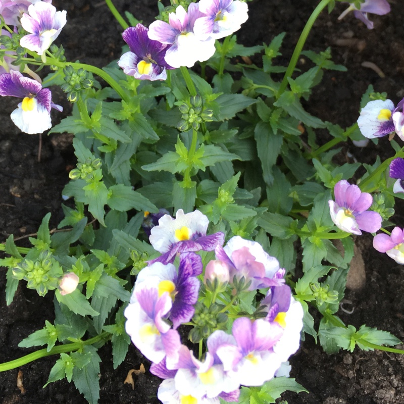 Plant image Nemesia 'Berries And Cream'