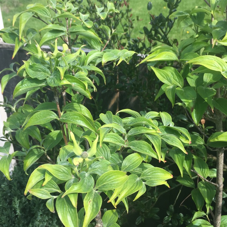 Plant image Cornus kousa 'China Girl'