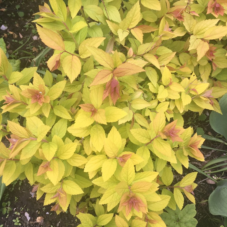 Plant image Spiraea japonica 'Candlelight'