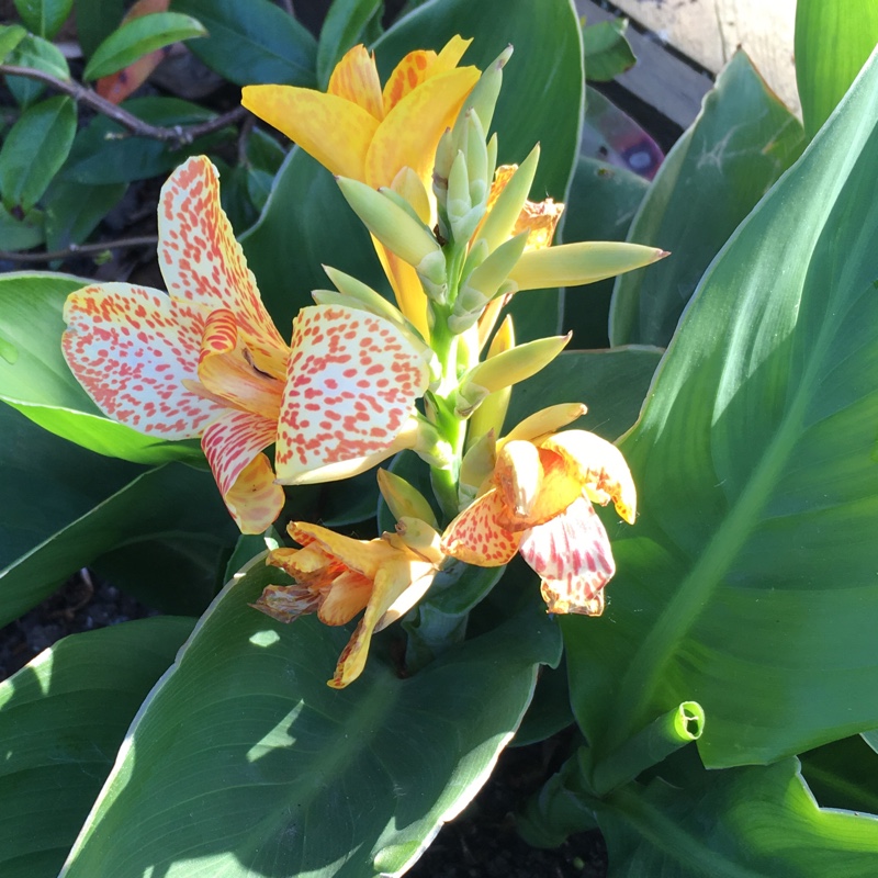 Canna 'Cleopatra' syn. Canna 'Yellow King Humbert', Canna 'Harlequin'