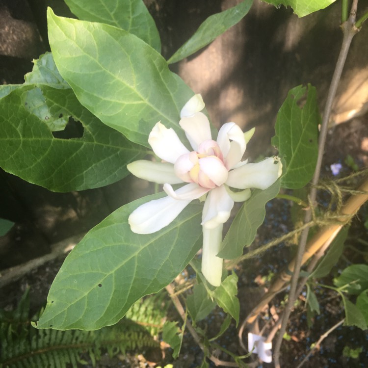 Plant image Calycanthus 'Venus' syn. Sinocalycanthus 'Venus', x Sinocalycalycanthus 'Venus'