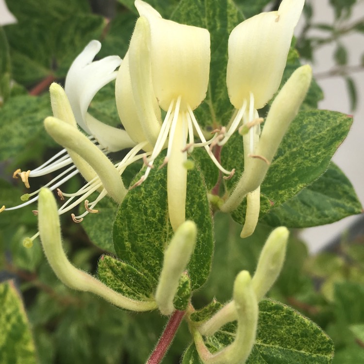 Plant image Lonicera japonica 'Mint Crisp'