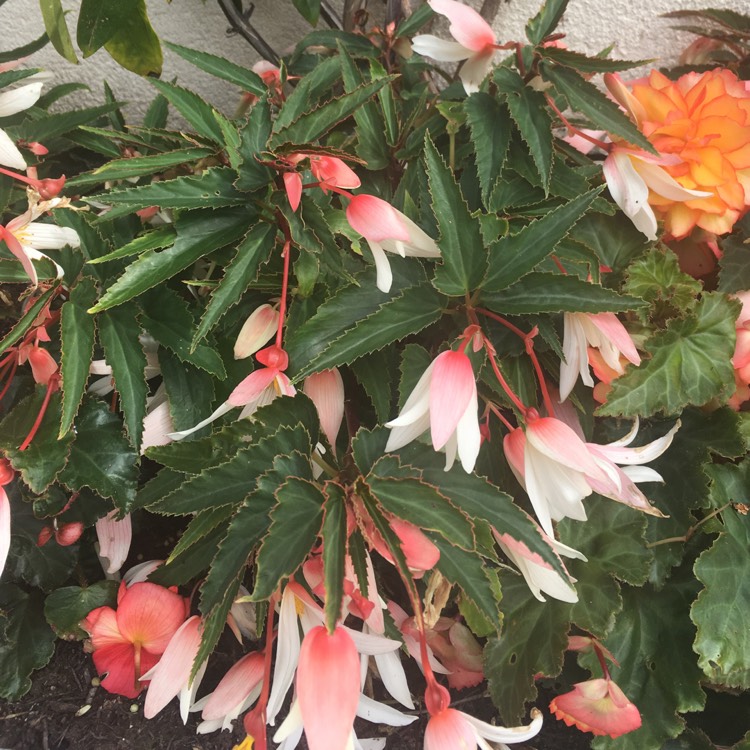 Plant image Begonia 'Yagance' (Million Kisses Series) syn. Begonia 'Million Kisses Elegance'